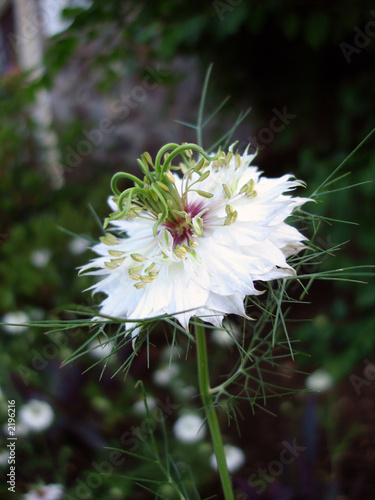 nigella