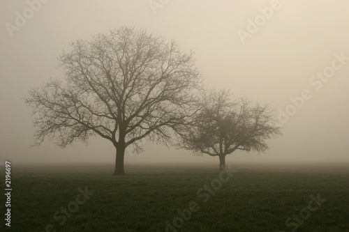 nebel im feld