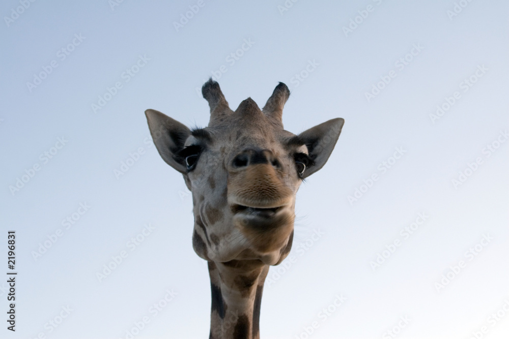 Naklejka premium giraffe close-up