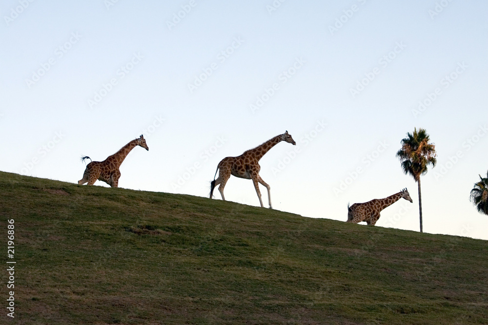 Naklejka premium giraffe family