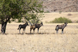 oryx - gazelle