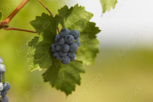 cabernet sauvignon