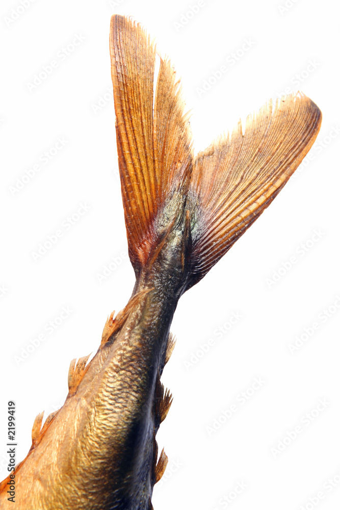 Fototapeta premium part of mackerel