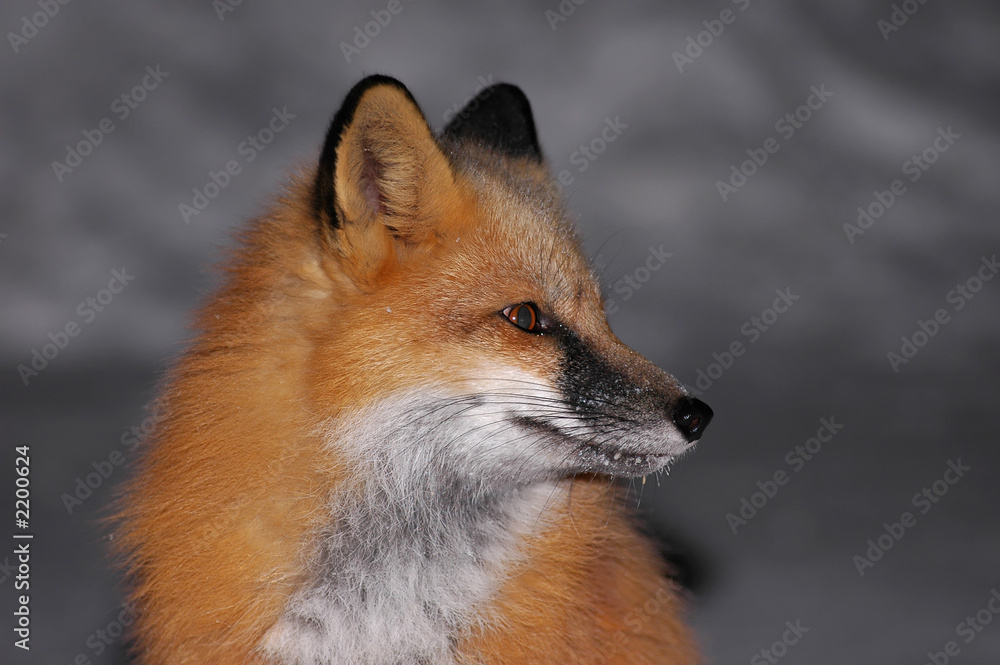 Obraz premium red fox portrait