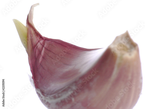 garlic germ