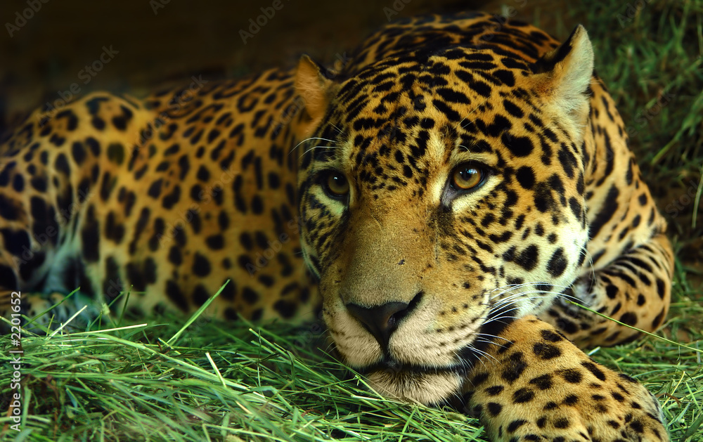 Obraz premium eye of the jaguar