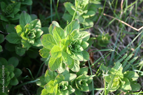 primula 3