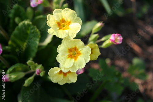 primula