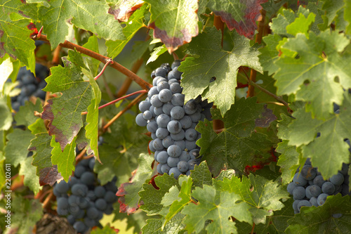 cabernet sauvignon