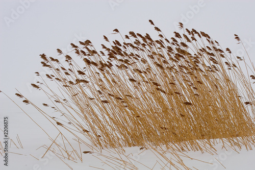reed