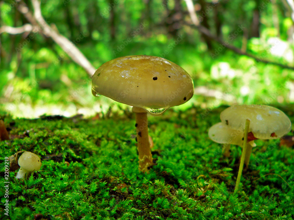mushroom on a moss mushroom on a moss