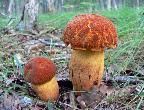 mushrooms (leccinium extremiorientale)