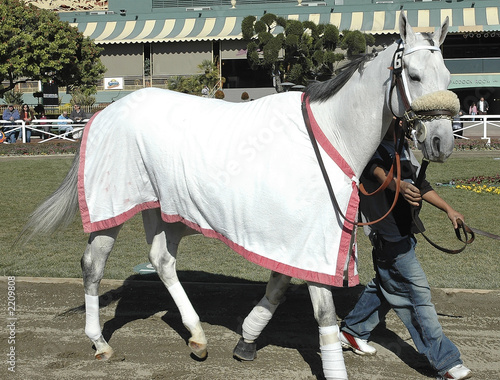white race horse