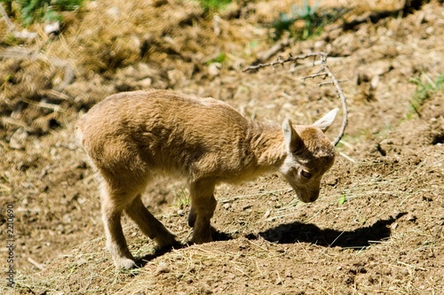 animaux 104