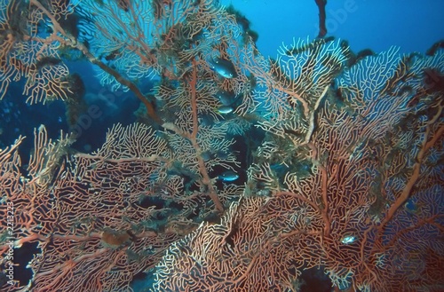 corail (philippines)
