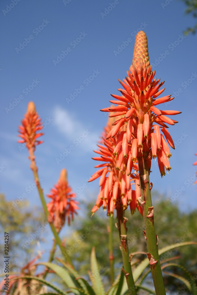 aloe vera flowers aloe vera flowers