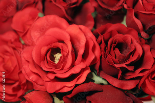 red roses close up