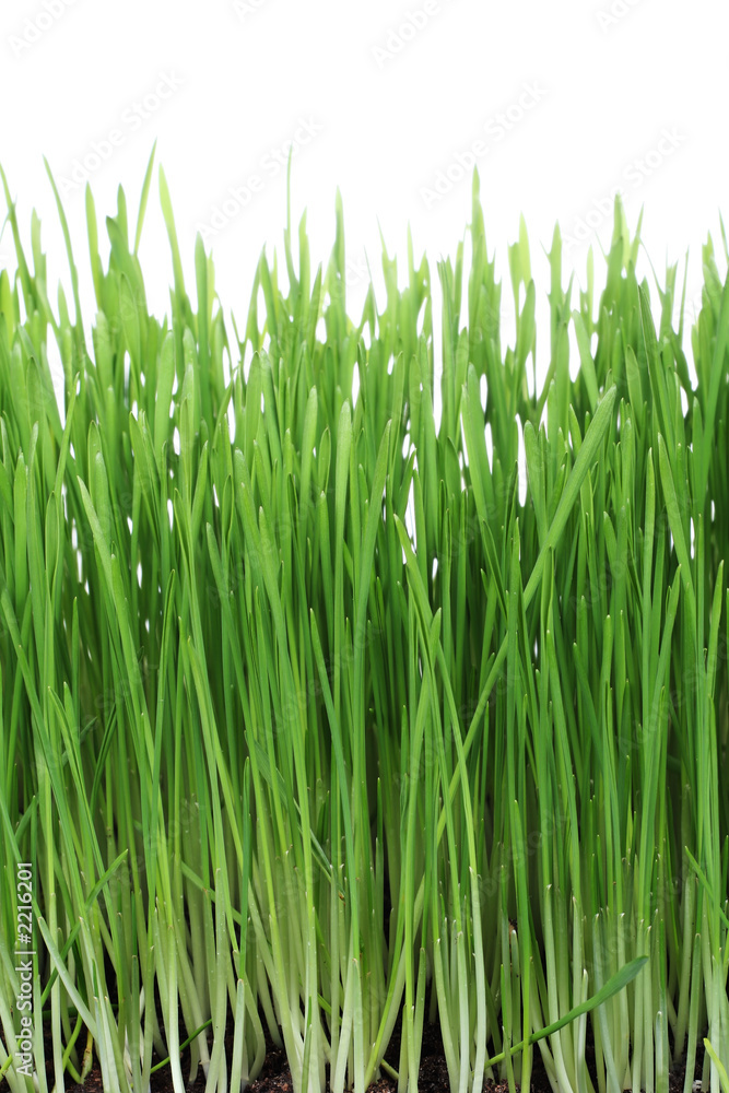 green grass green grass