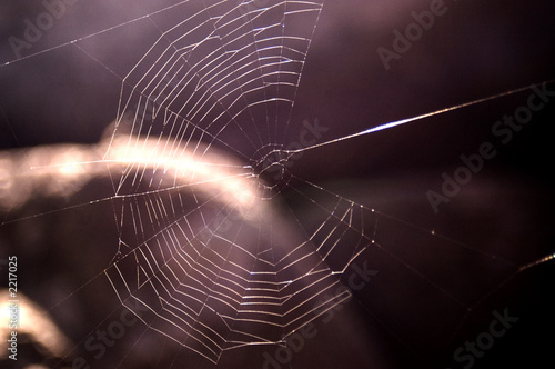 tela de araña