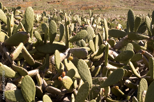 tuneras