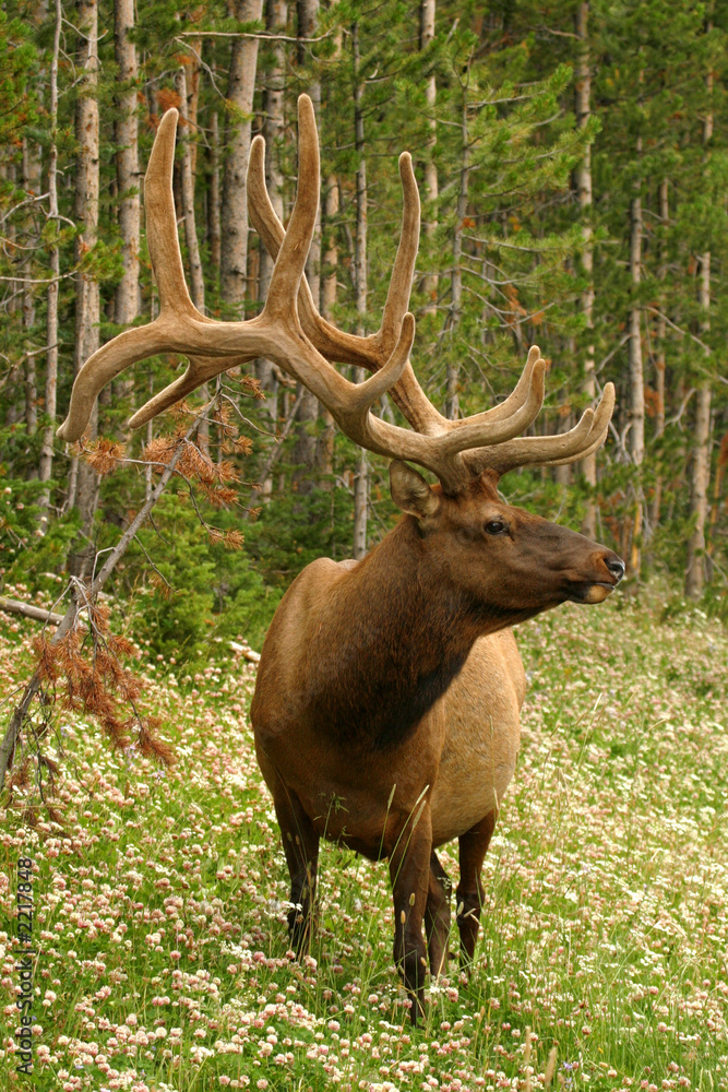 Obraz premium elk