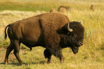 Fototapete Bison Bison auf grüner Sommerweide  © Melissa Peltenburg