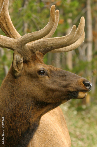 elk