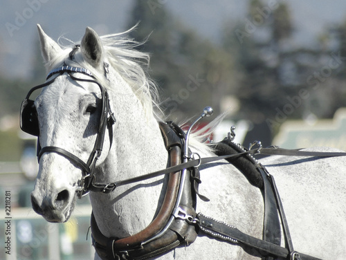 carriage horse