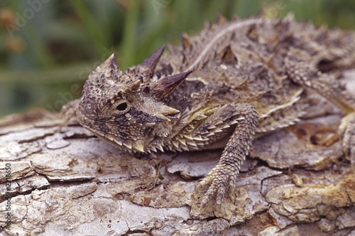 texas horned toad 2