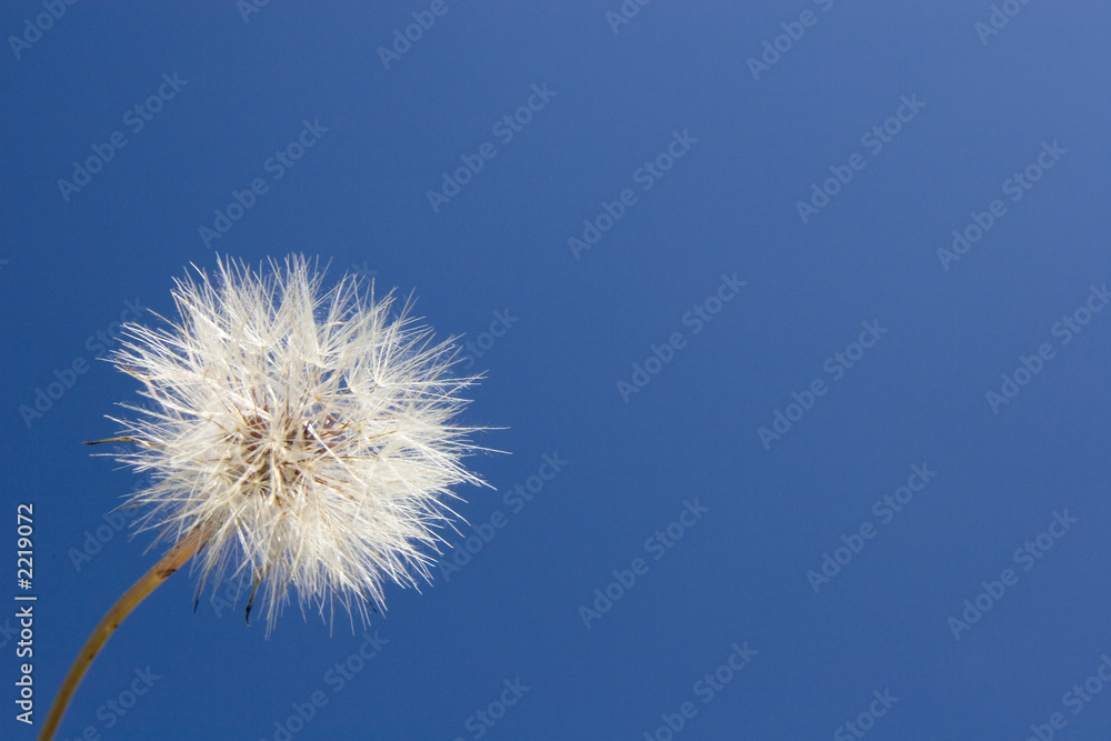 spring summer happy flower spring summer happy flower