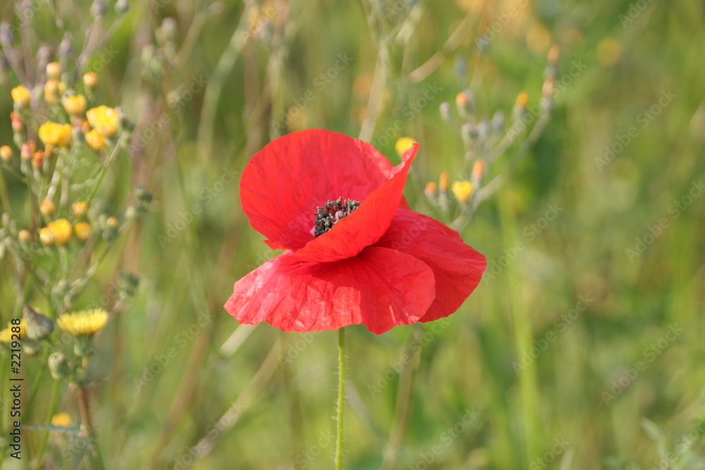 Fototapeta premium bright orange flower bloom poppy