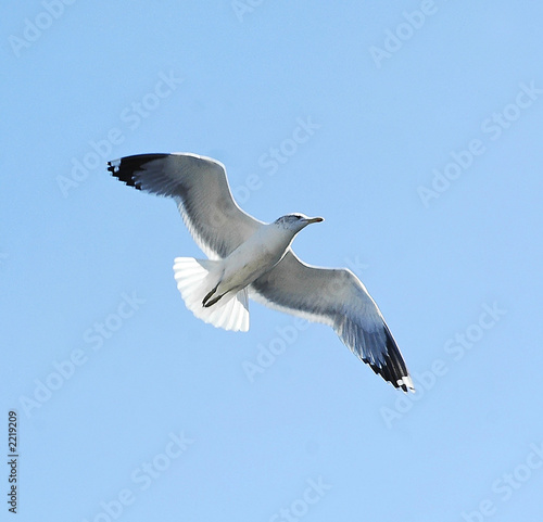 seagull gliding