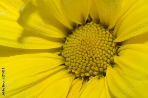 daisy flower close-up