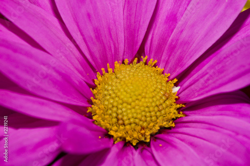 daisy flower close-up