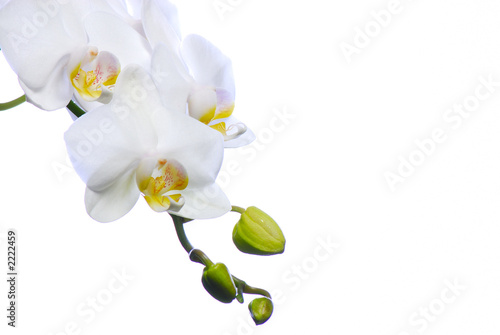 orchid  e blanche