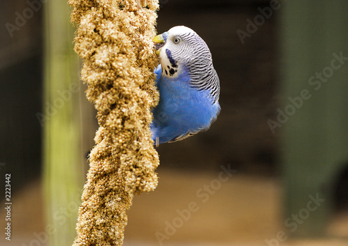blue cockatiel