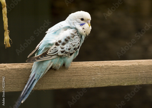 green cockatiel