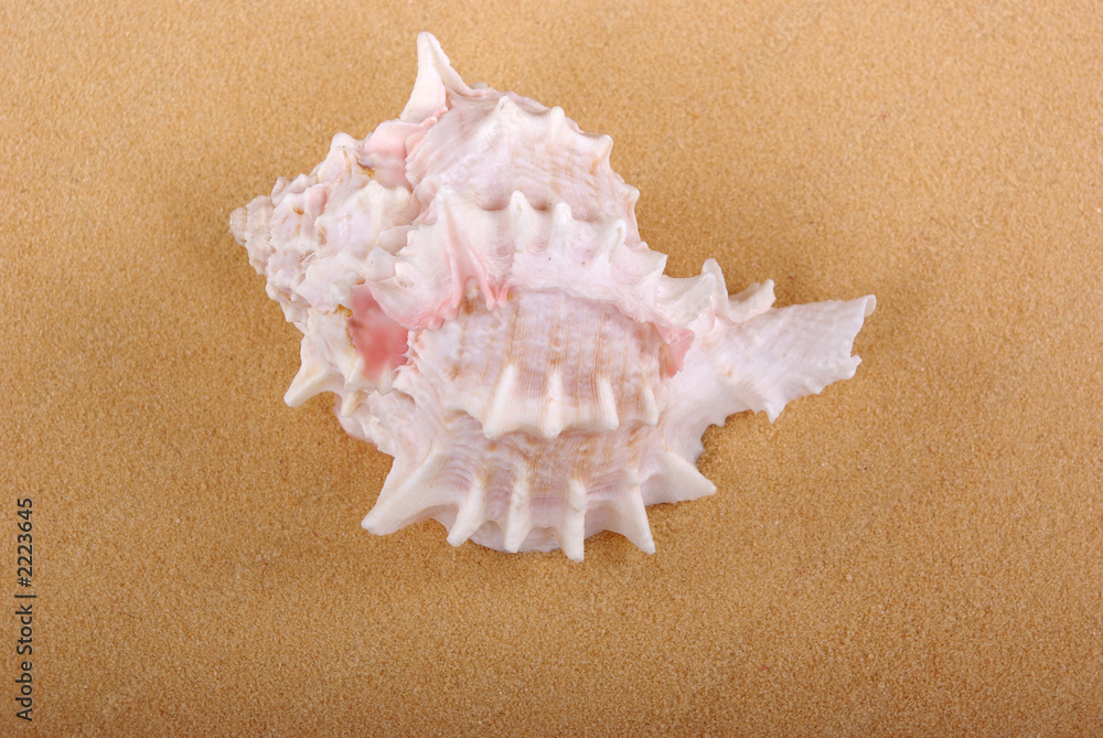 seashell seashell