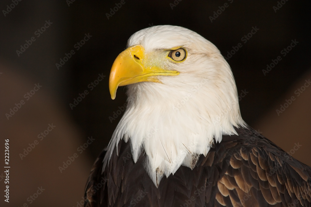Fototapeta premium bald eagle