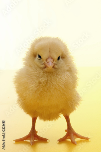 chicken