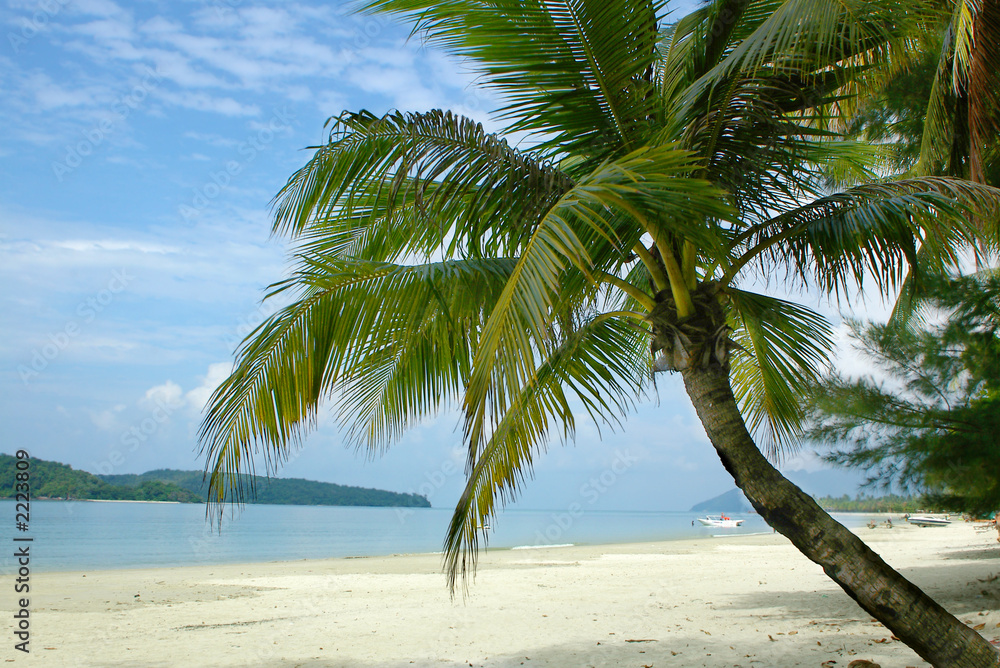 palm tree on tropical beach