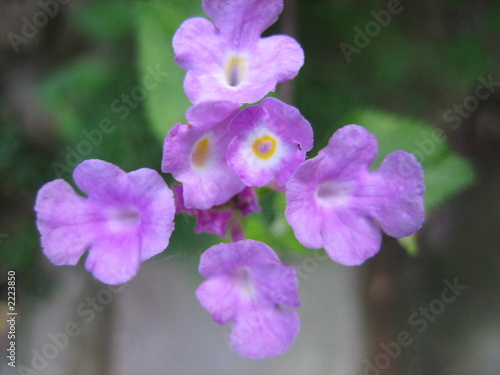 fleurs violettes