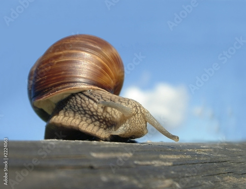 snail