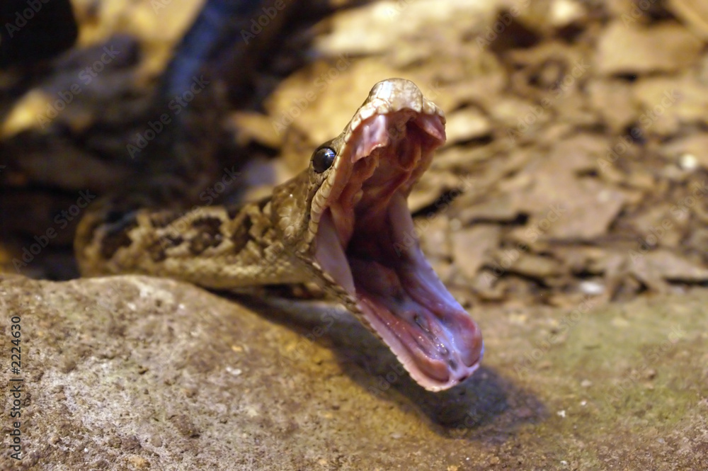 Obraz premium snake yawn