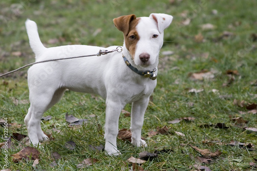 chien jack russel