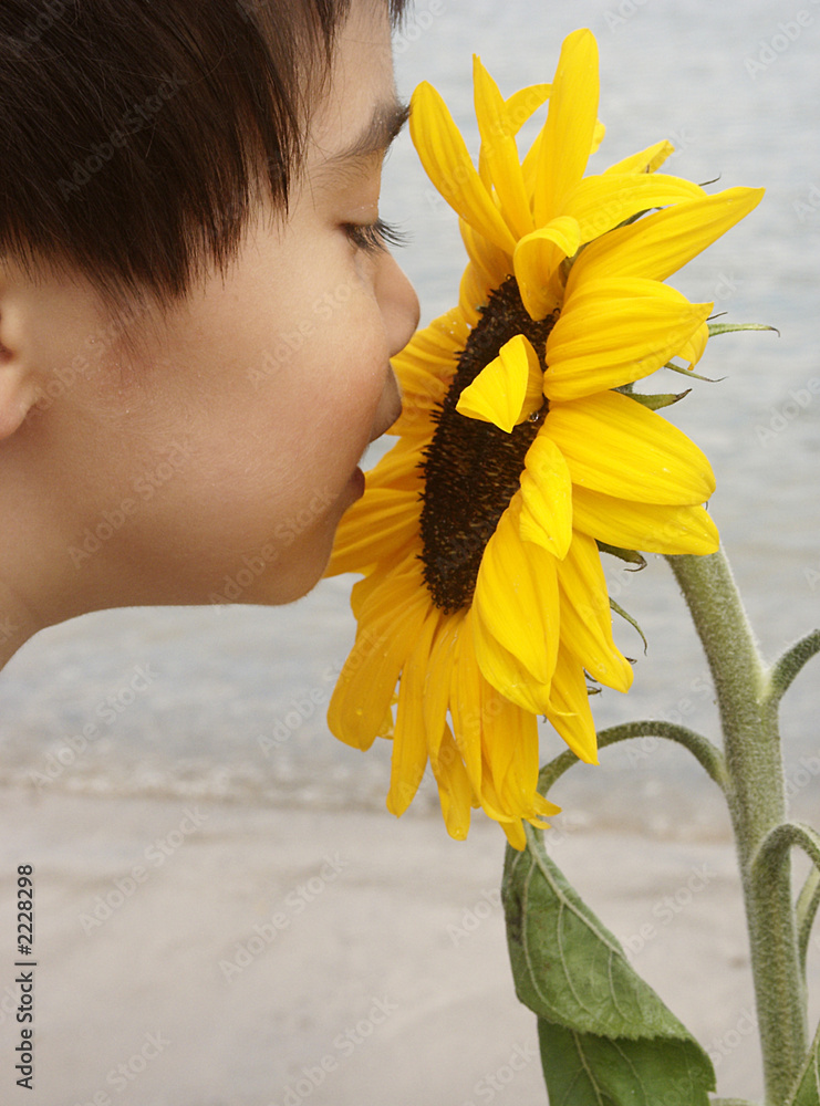 Fototapeta premium junge riecht an sonnen blume