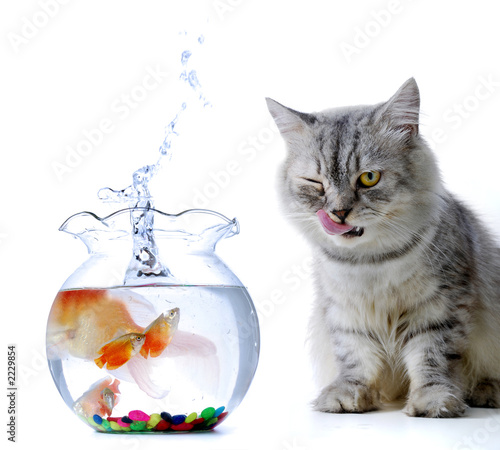 cat and fish