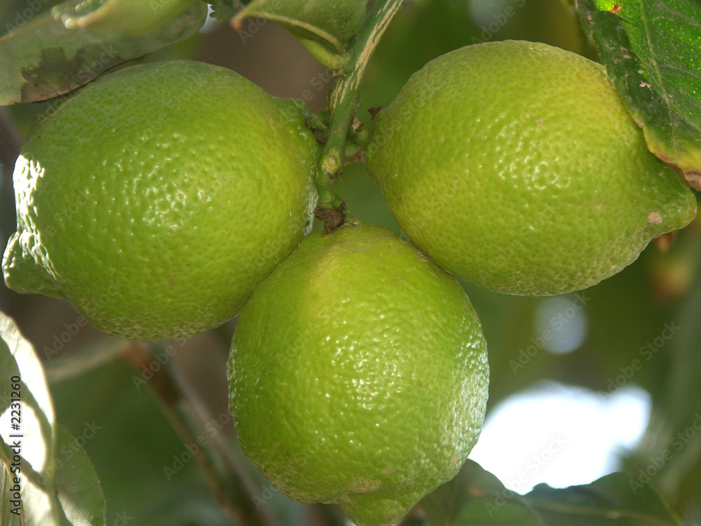 des citrons verts