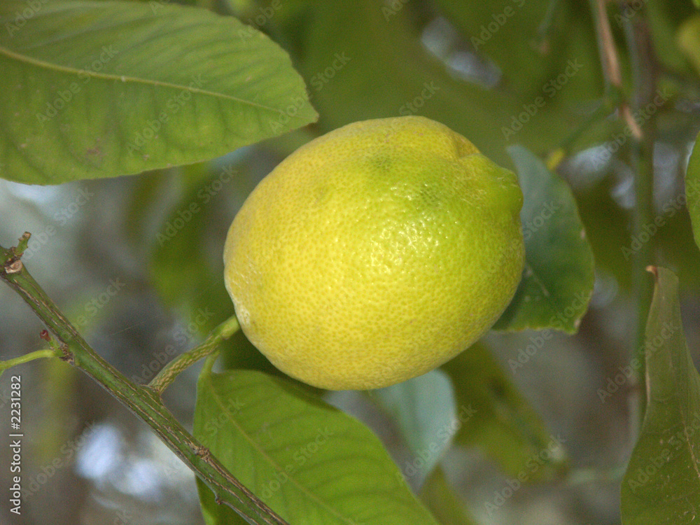 un citron sur la branche