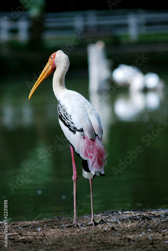 pelican © Ronen